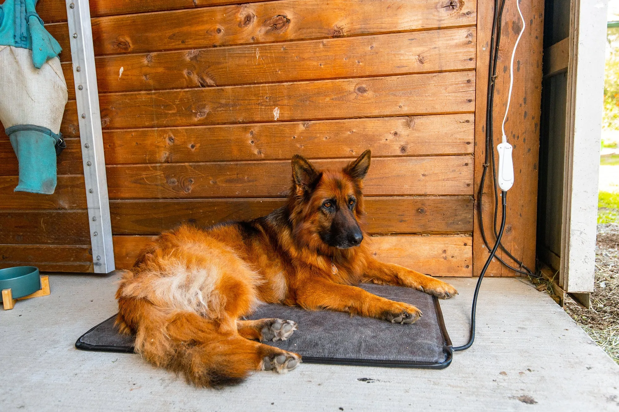 IG Pet Bed