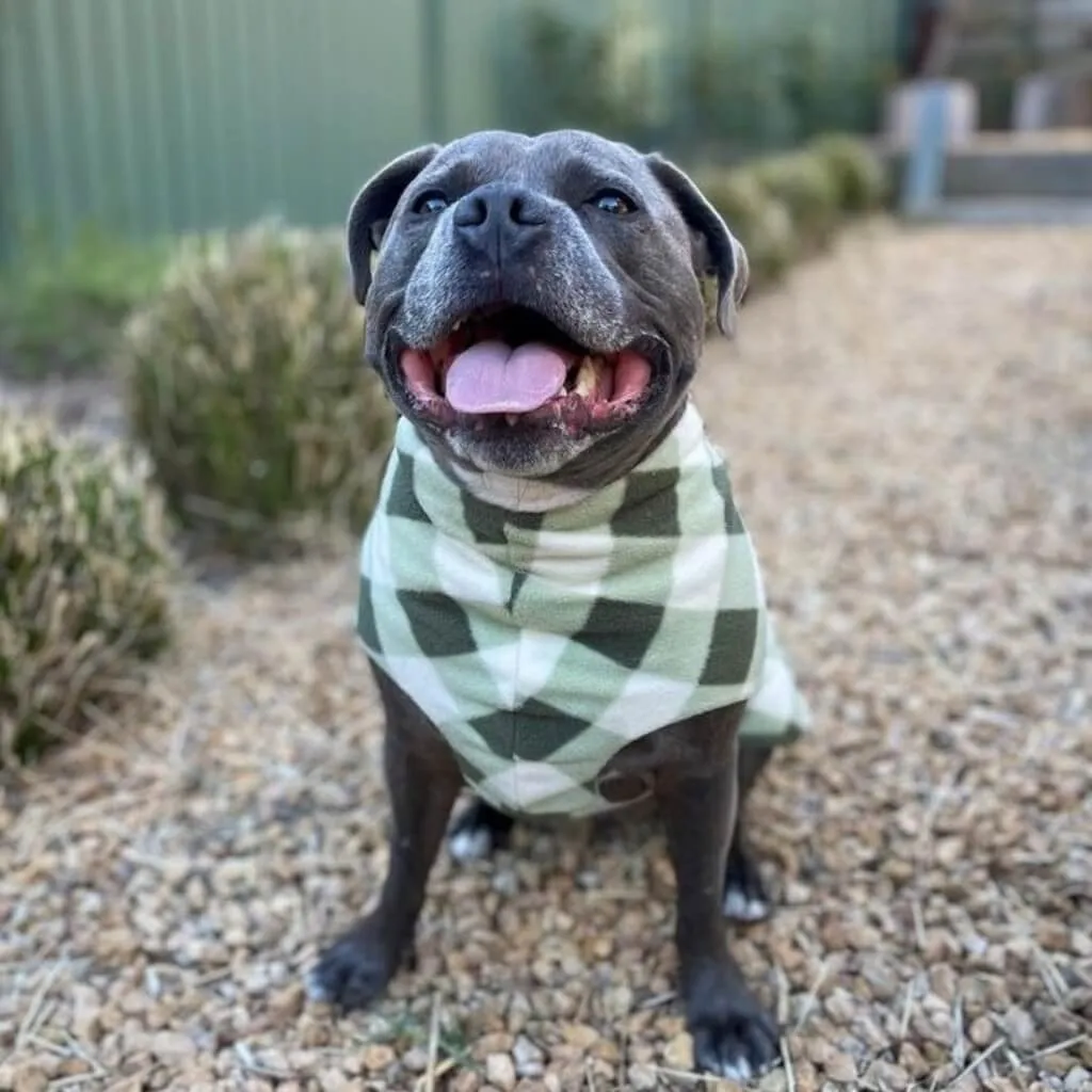 The Floofy Fleece Dog Coat | Green Gingham