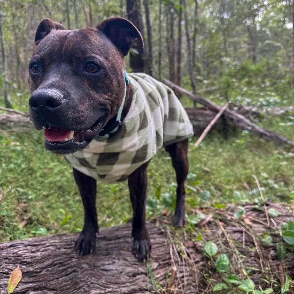 The Floofy Fleece Dog Coat | Green Gingham